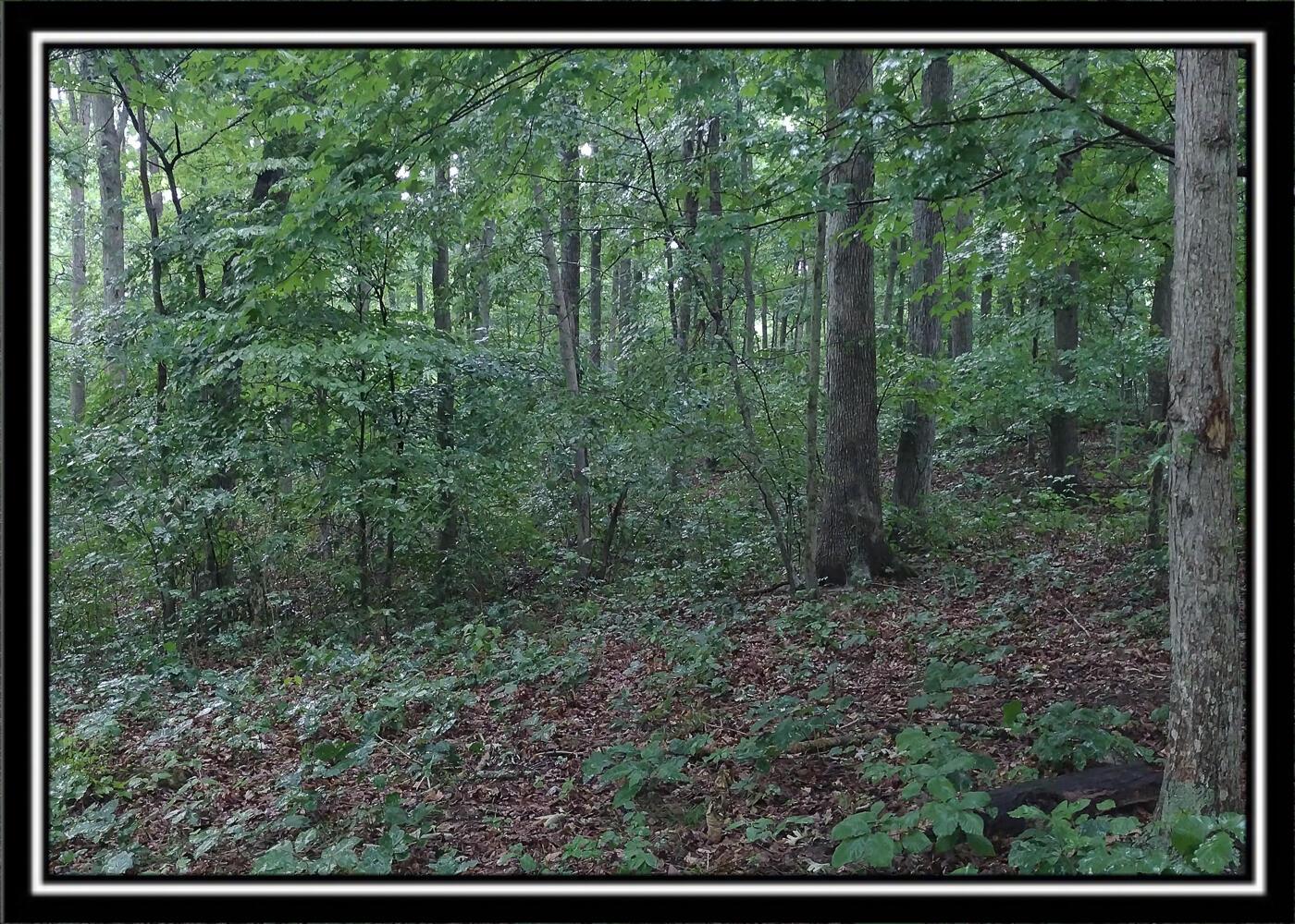 260 Raysville Road Jackson, OH 45640 - Photo 9 of 17 CT-8