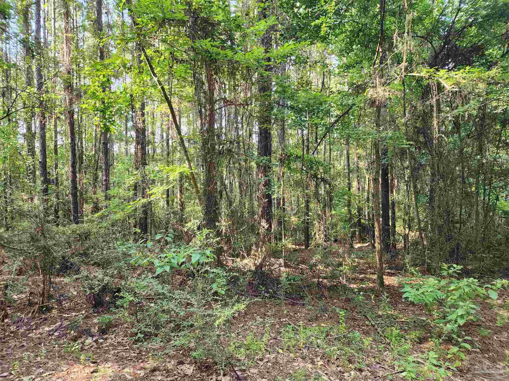 0 Lowery Road, Unit LOT #10 Atmore, AL 36502 - Photo 15 of 28 a view of forest
