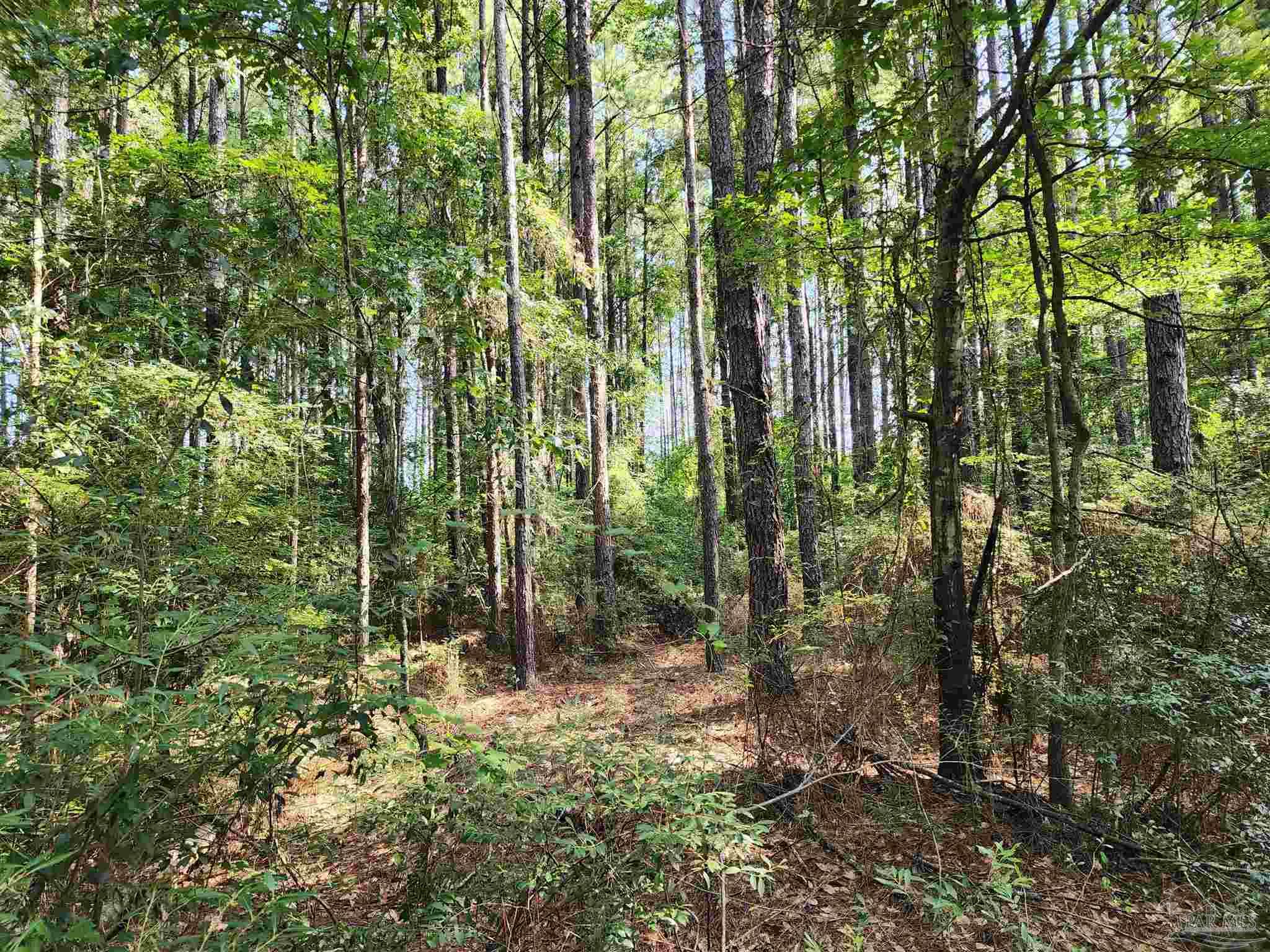 0 Lowery Road, Unit LOT #10 Atmore, AL 36502 - Photo 17 of 28 a view of forest
