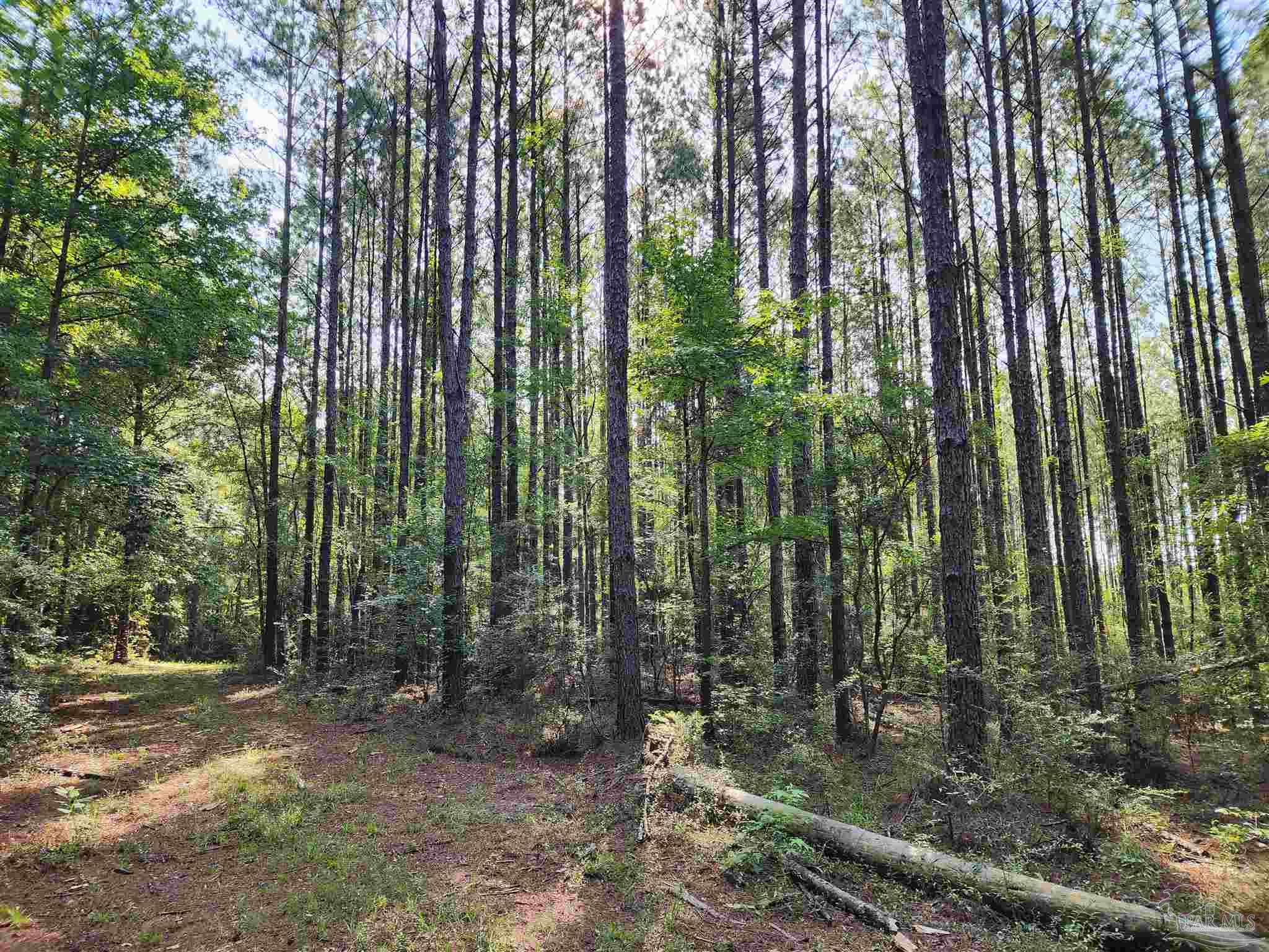 0 Lowery Road, Unit LOT #10 Atmore, AL 36502 - Photo 18 of 28 a view of forest