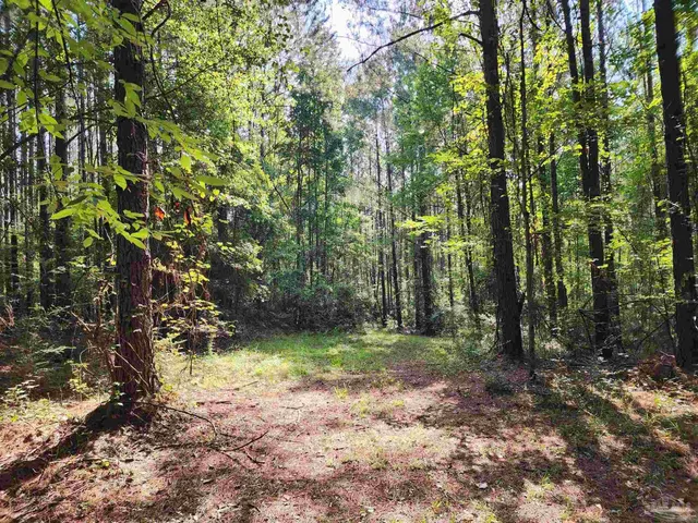 a view of a forest with trees in the background