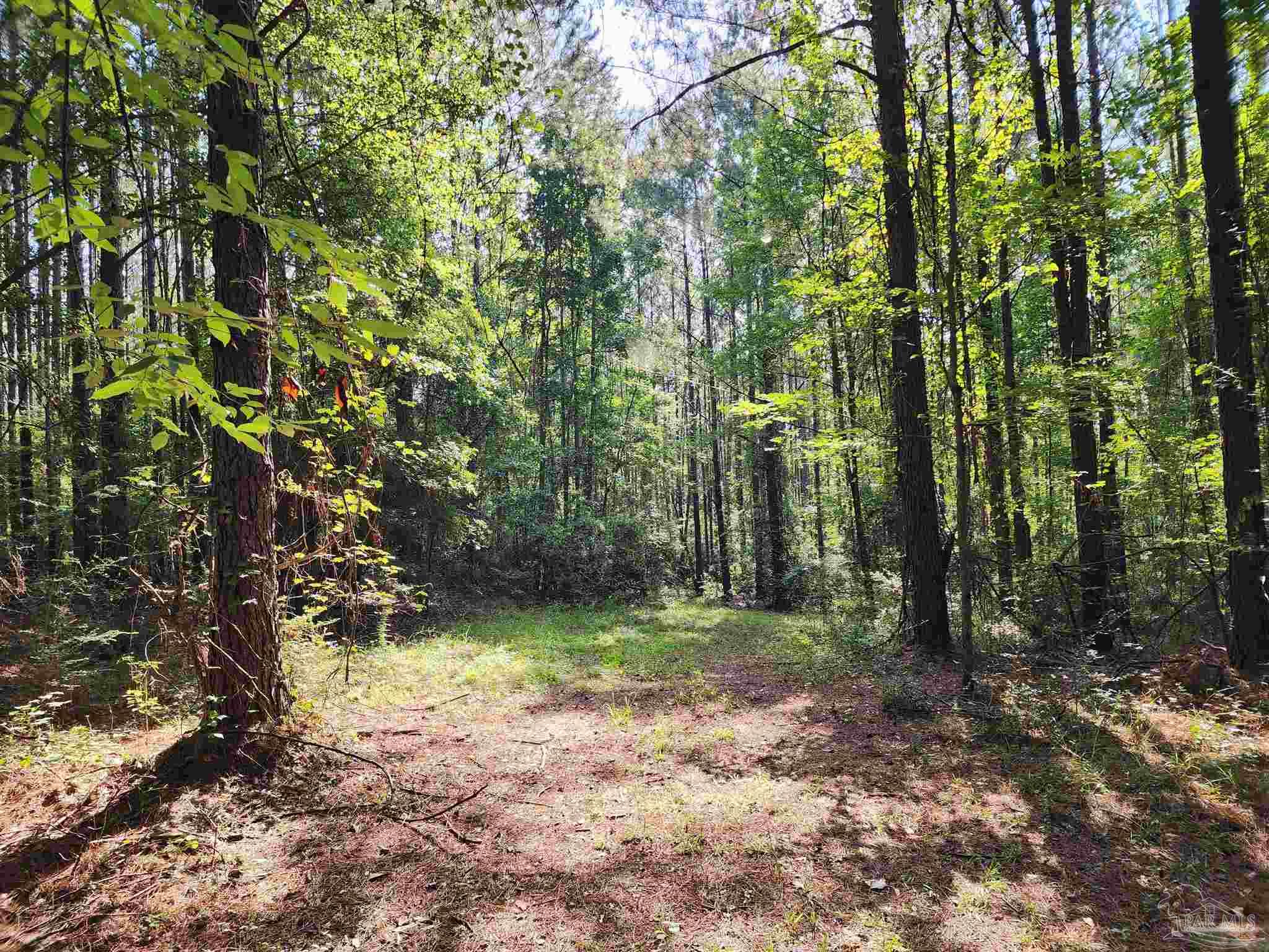 0 Lowery Road, Unit LOT #10 Atmore, AL 36502 - Photo 19 of 28 a view of a forest with trees in the background