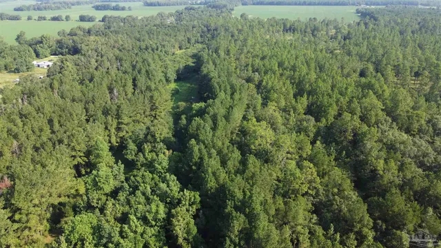 a view of a lots of trees and bushes