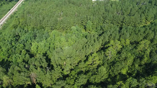 a view of a lush green forest