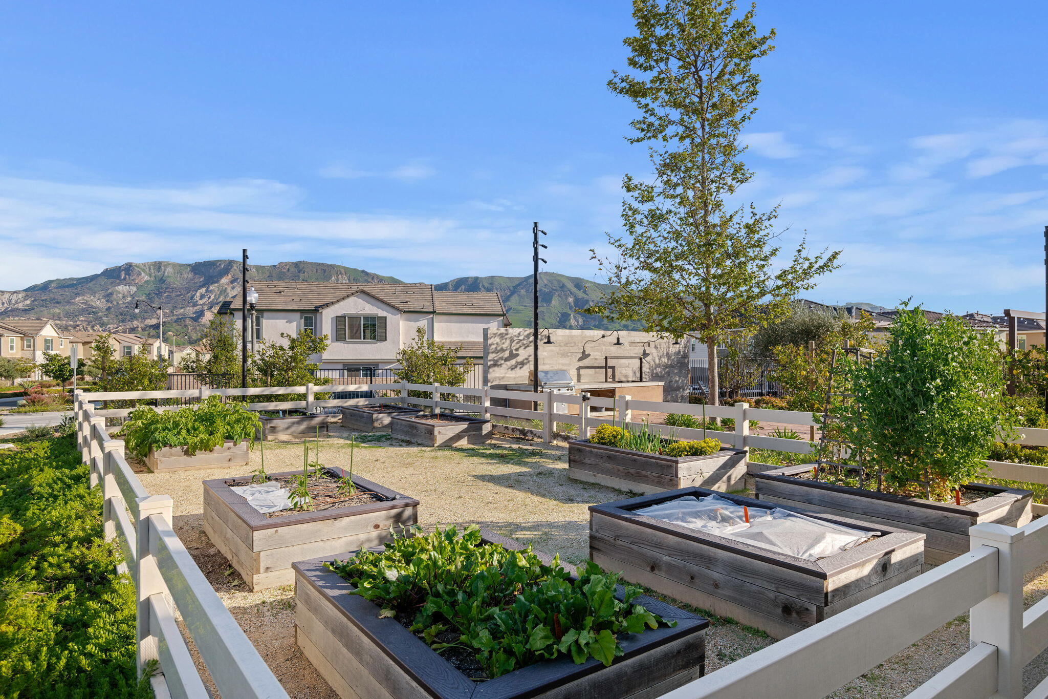 2171 Moro Way Santa Paula, CA 93060 - Photo 51 of 57 Community Garden