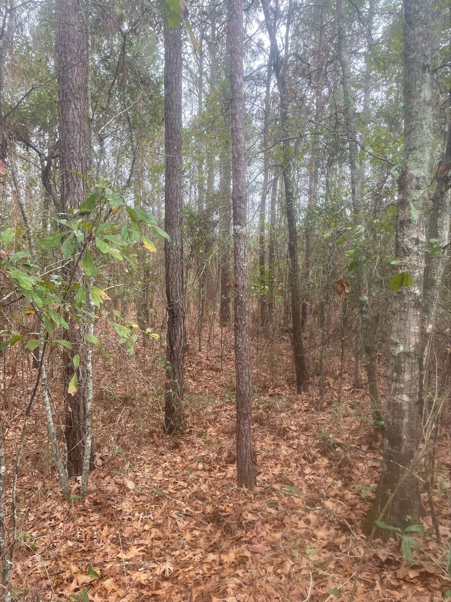 0 111th Highway Cairo, GA 39828 - Photo 2 of 9