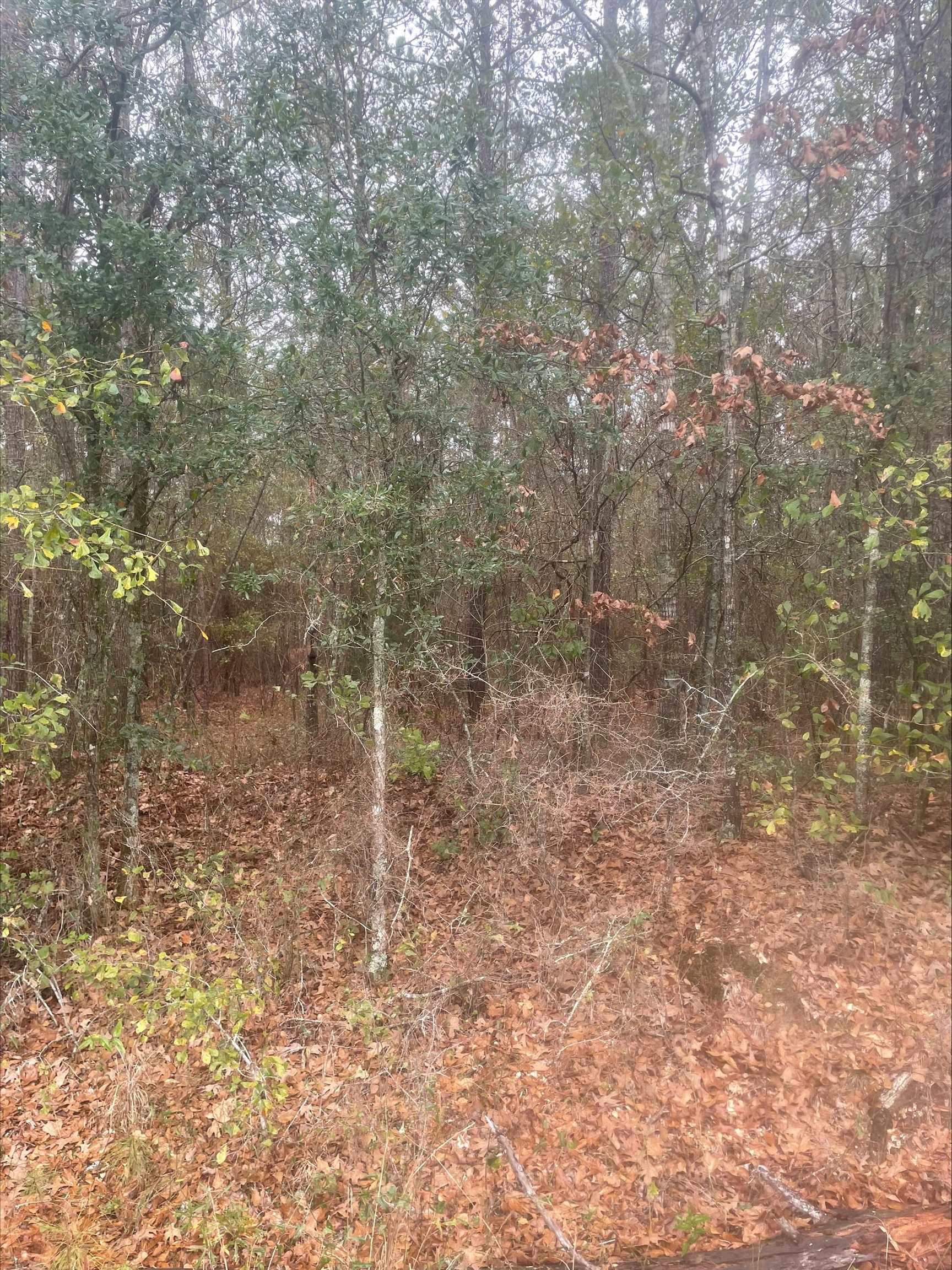 0 111th Highway Cairo, GA 39828 - Photo 3 of 9