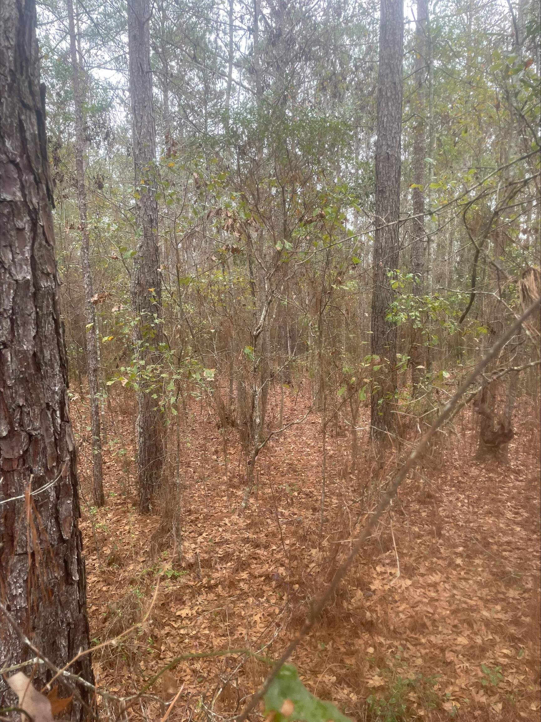 0 111th Highway Cairo, GA 39828 - Photo 6 of 9
