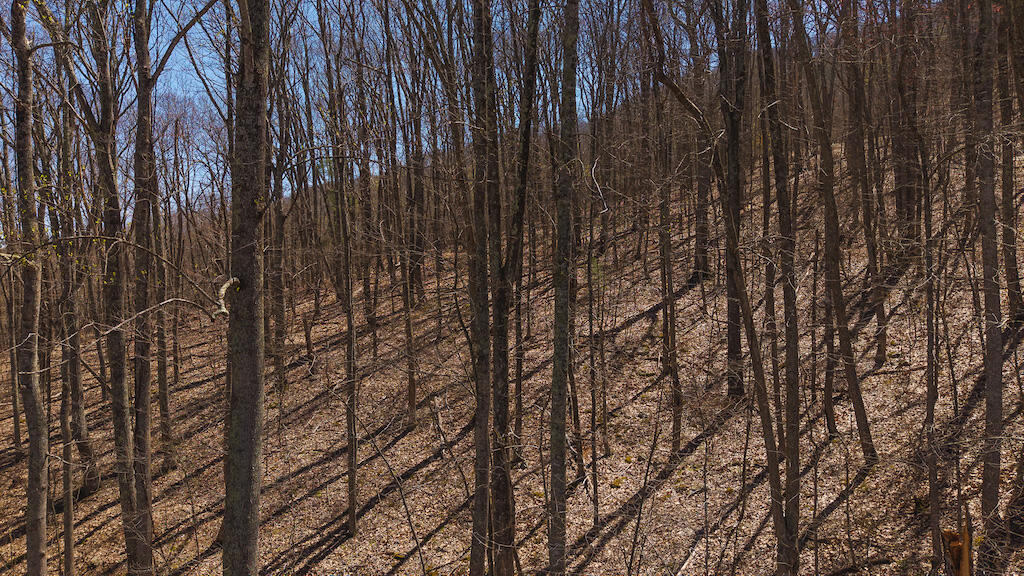 Tbd Byrnes Chapel Road Bland, VA 24315 - Photo 12 of 39 DJI_20250417123737_0216_D