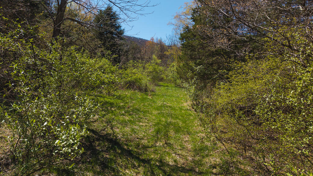Tbd Byrnes Chapel Road Bland, VA 24315 - Photo 17 of 39 DJI_20250417130231_0225_D