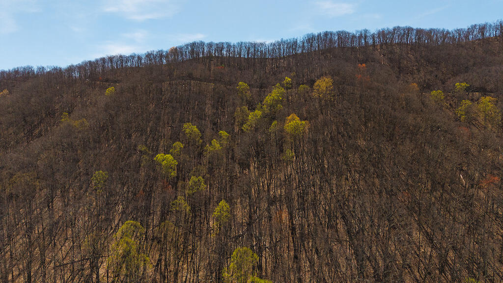 Tbd Byrnes Chapel Road Bland, VA 24315 - Photo 4 of 39 DJI_20250417121301_0197_D