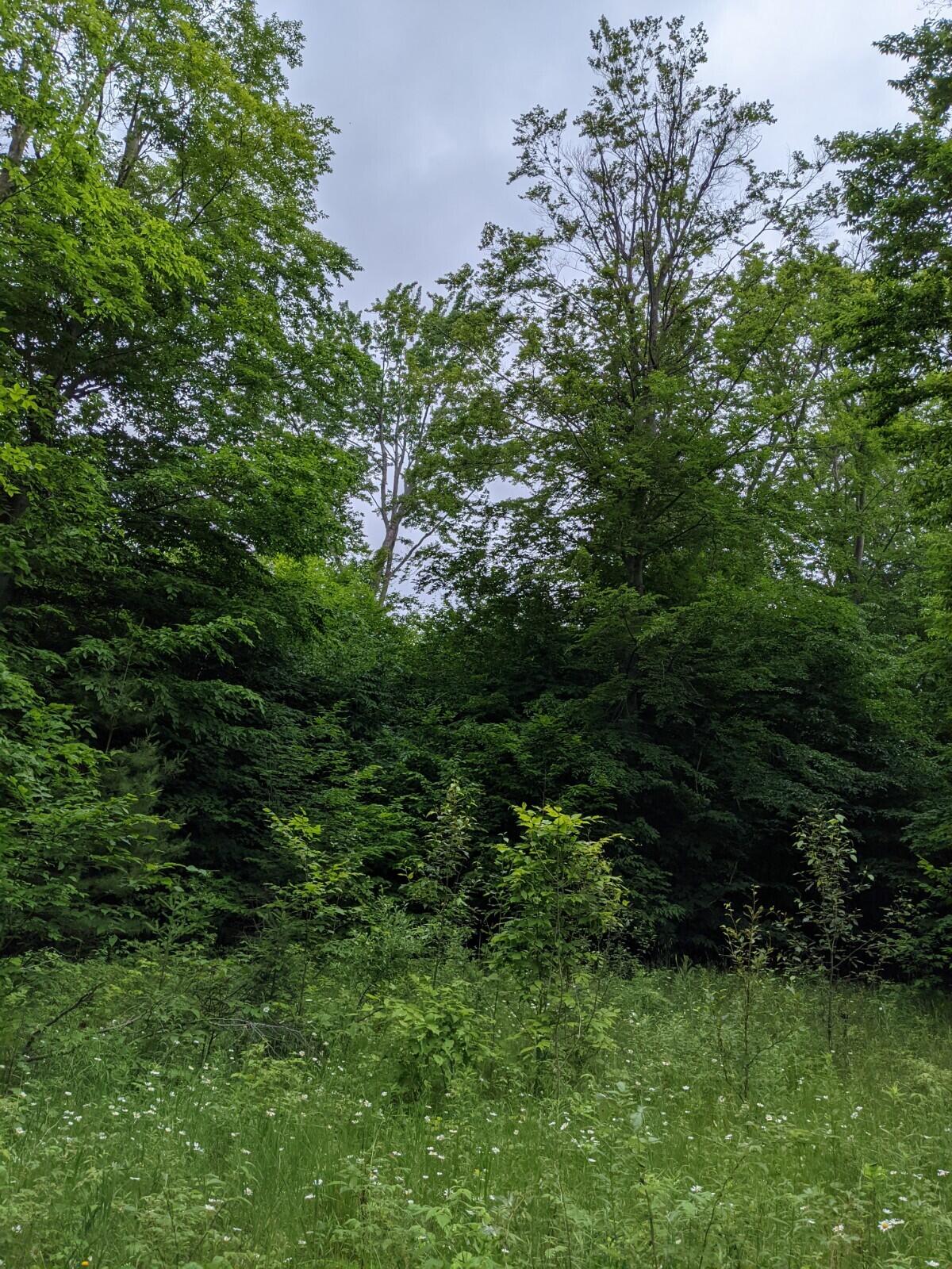Hibner Road Atlanta, MI 49709 - Photo 6 of 25 Gallery Image 6