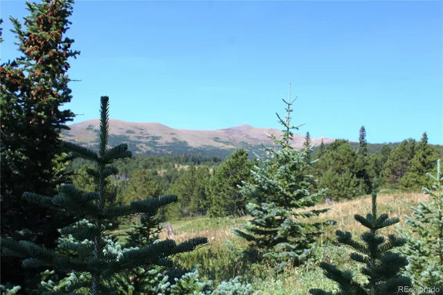 a view of a tree in a garden