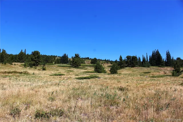 a view of a dry yard with trees