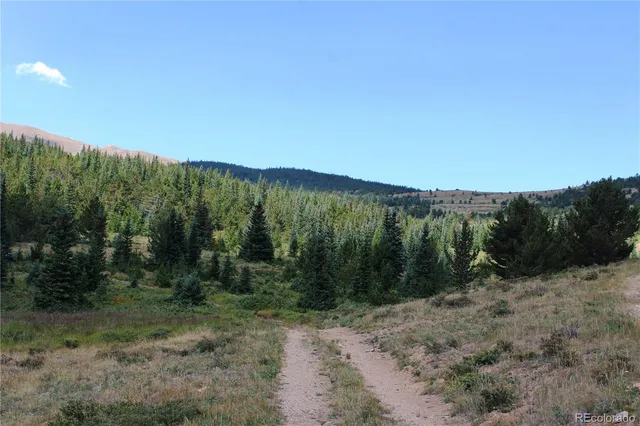 a view of a forest with trees in the background