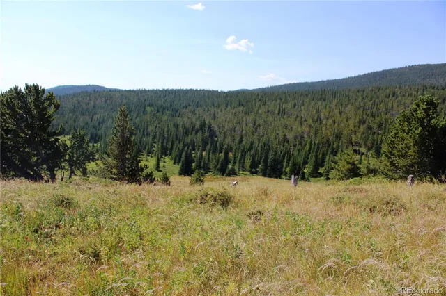 a view of a dry yard with green space