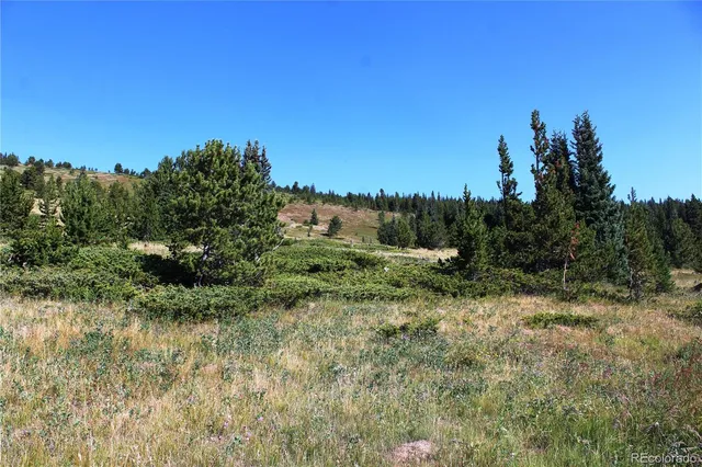a view of a forest with a tree in the background