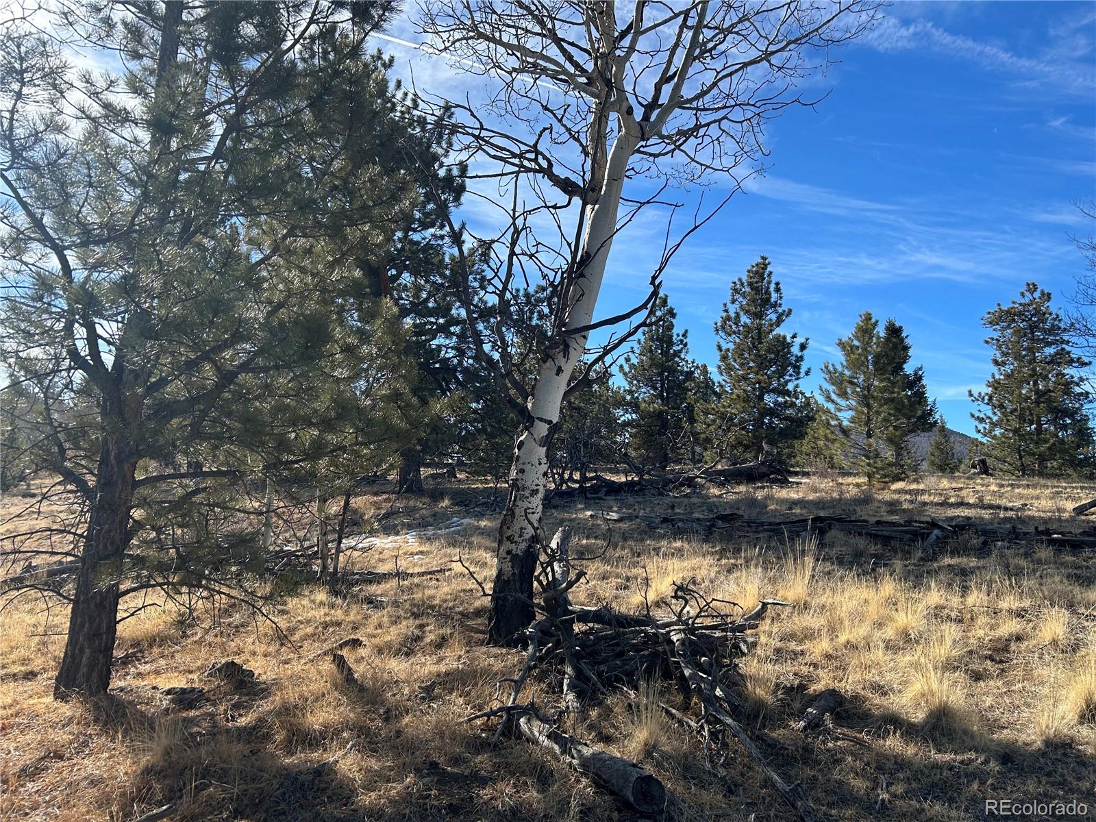 3430 Singletree Road Hartsel, CO 80449 - Photo 6 of 14