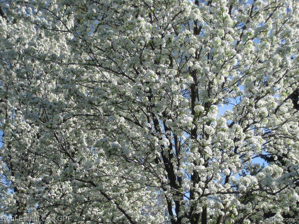 1039 Yorkshire Road Grosse Pointe, MI 48230 - Photo 17 of 17 3012 flowering trees