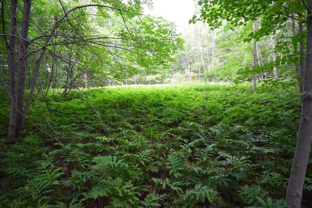 338 Military Road Winn, ME 04495 - Photo 32 of 35 Wooded area