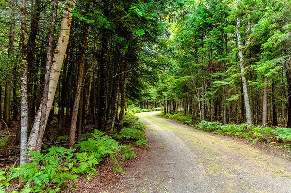1 Patten Lane Stratton, ME 04982 - Photo 53 of 53 Magical Moments Photography-Allied Photo