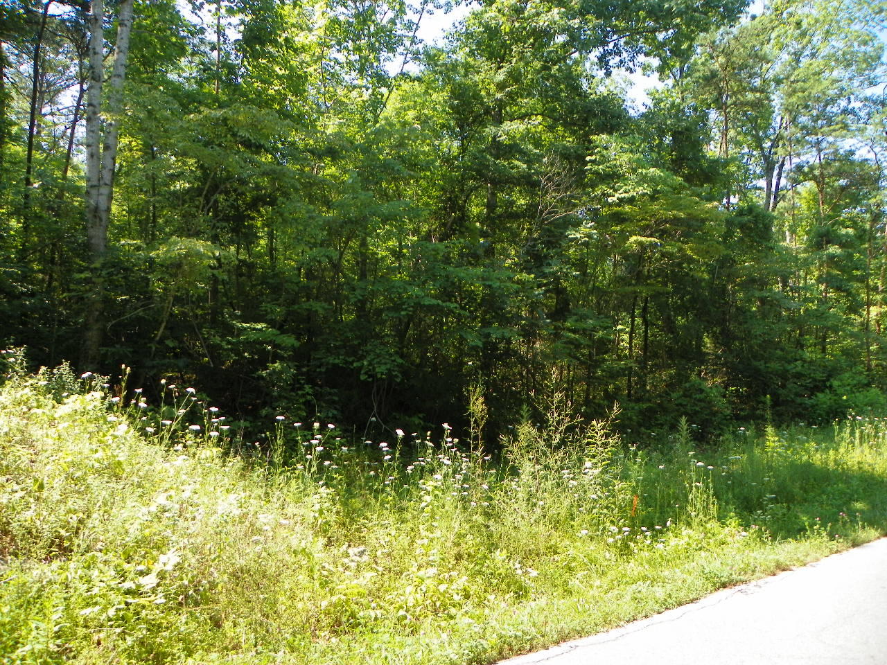 Derrick Road Sevierville, TN 37876 - Photo 2 of 9 101_5928