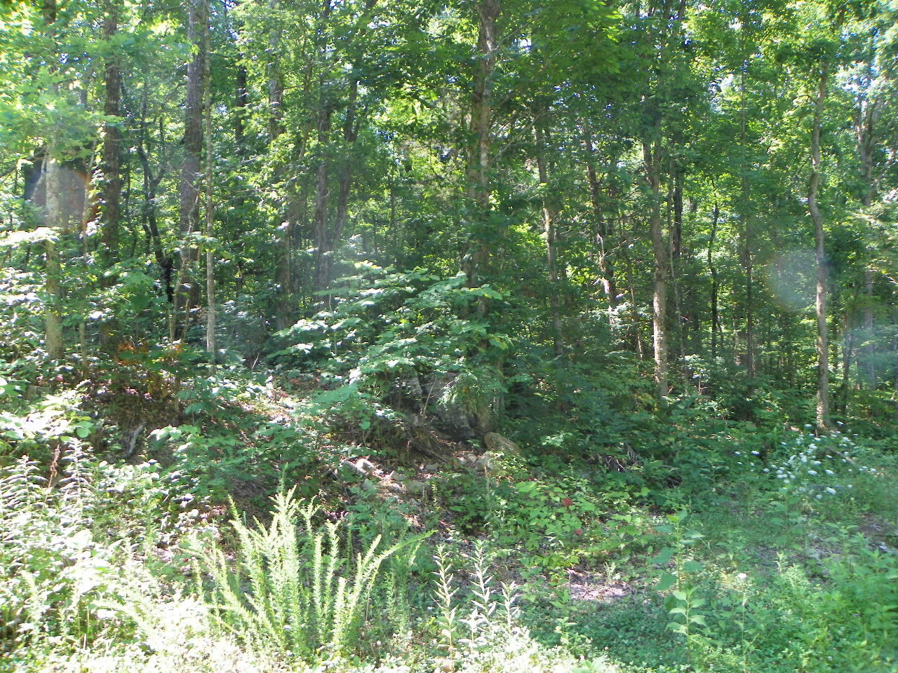 Derrick Road Sevierville, TN 37876 - Photo 5 of 9 101_5933