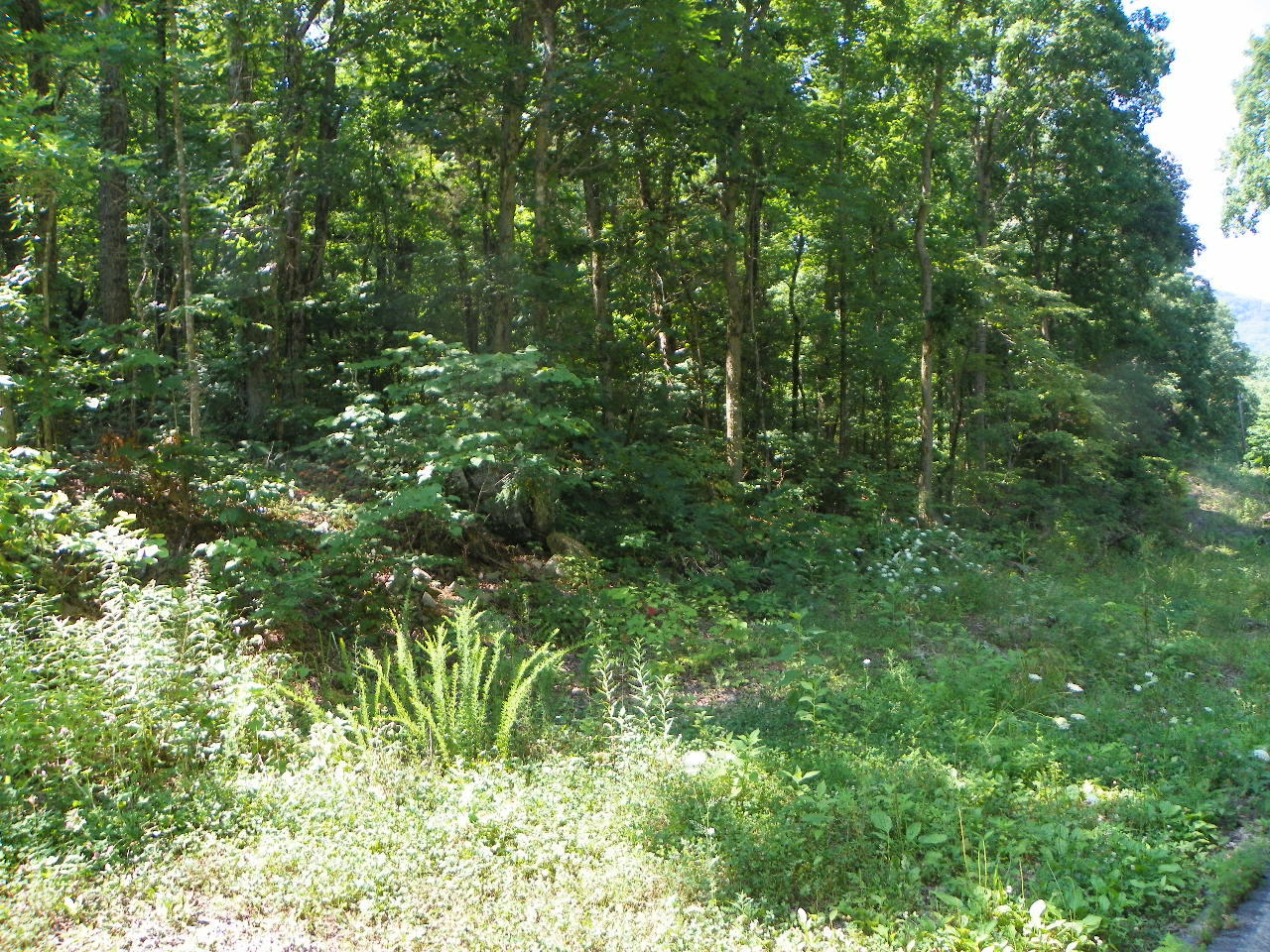 Derrick Road Sevierville, TN 37876 - Photo 8 of 9 101_5937