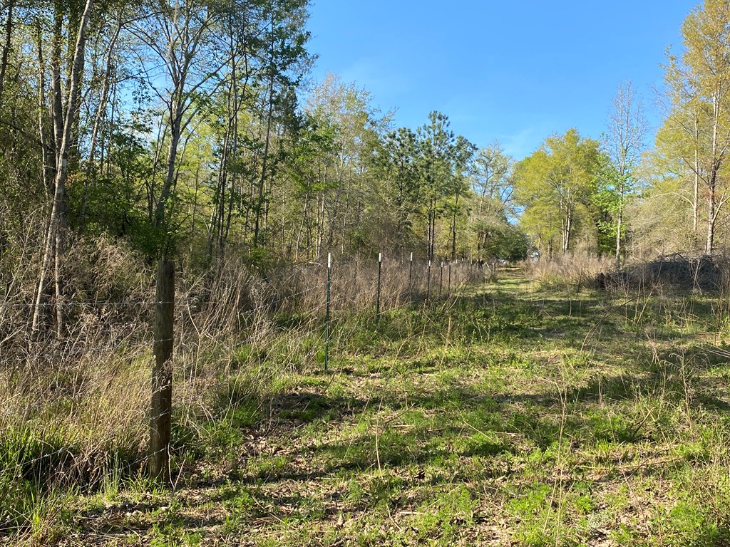 0 Co Road Abbeville, AL 36310 - Photo 33 of 53