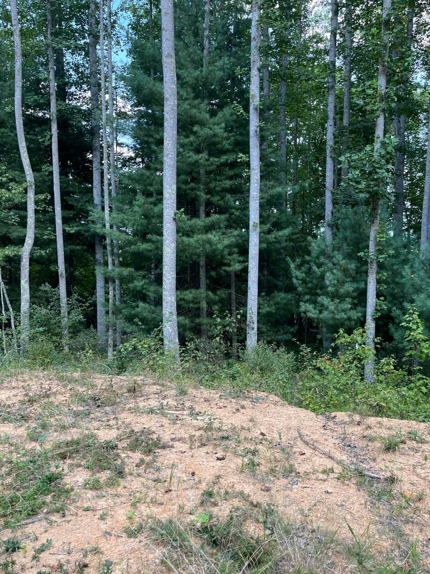 Lot 3 Ellison Ridge Road Jumping Branch, WV 25969 - Photo 5 of 6 Gallery Image 5