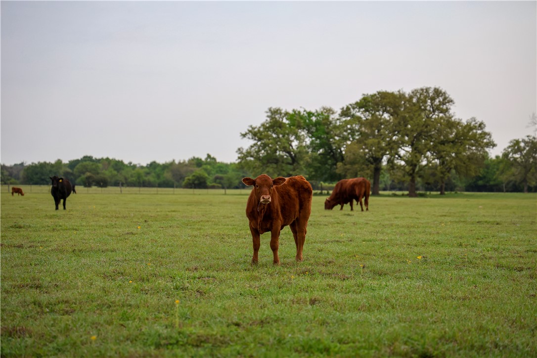 930 County Road 357 Gause, TX 77857 - Photo 2 of 17 a view of a lake with a yard