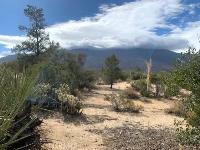 a view of a yard with trees