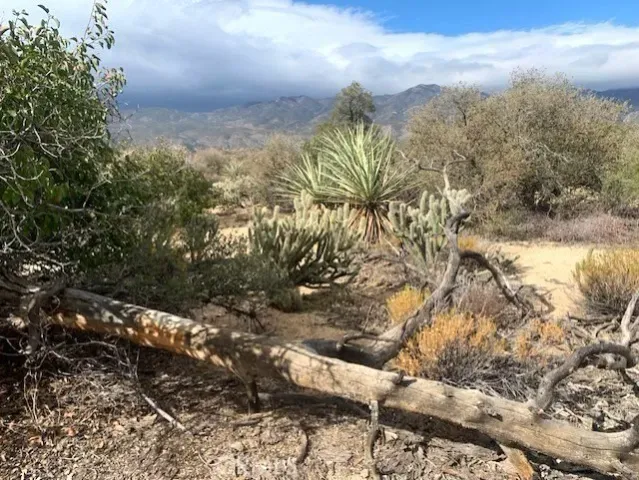 a view of a tree with a yard