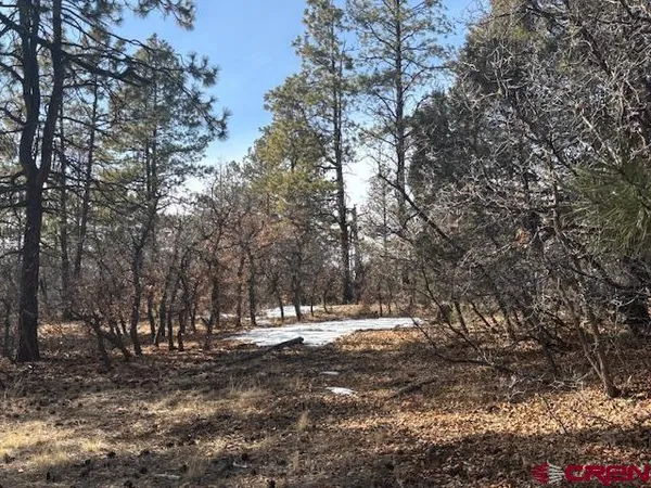 a view of a yard with trees