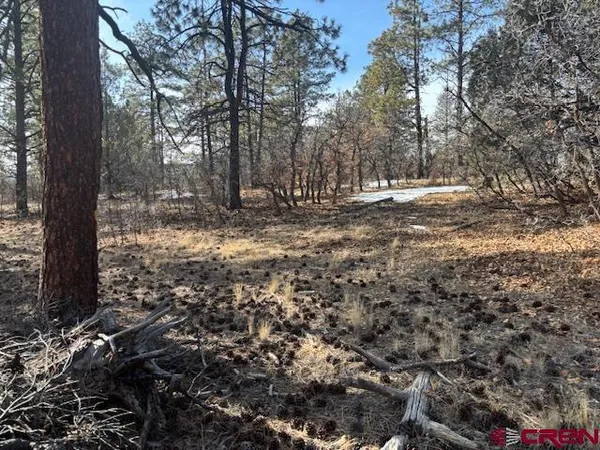 a view of a yard with trees