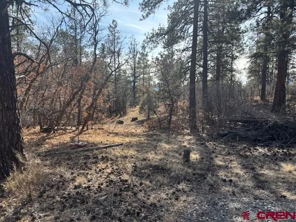 a view of a forest with trees in the background