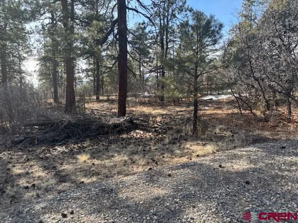 a view of a forest filled with trees