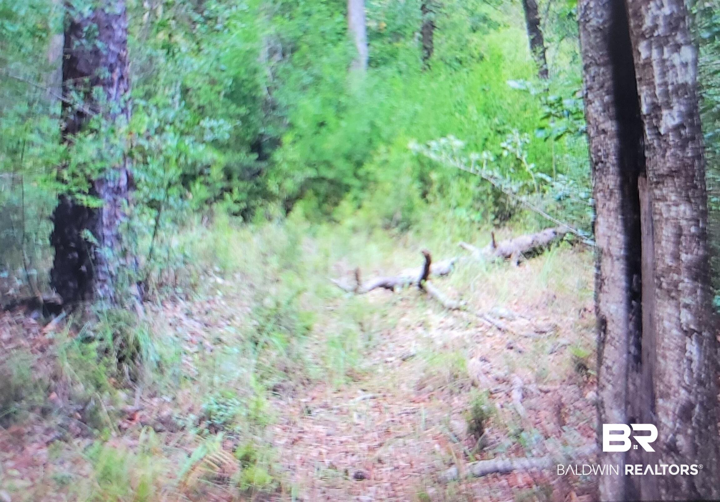 0 Juniper Road Seminole, AL 36574 - Photo 21 of 26