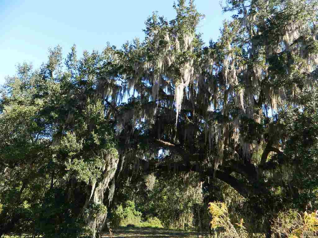 1-e Williams Road Tallahassee, FL 32311 - Photo 5 of 25 Gallery Image 5