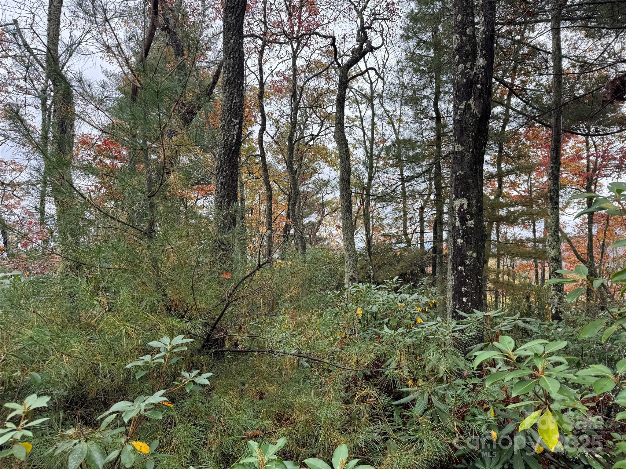 0 King Road Pisgah Forest, NC 28768 - Photo 12 of 17 a view of a forest with large trees