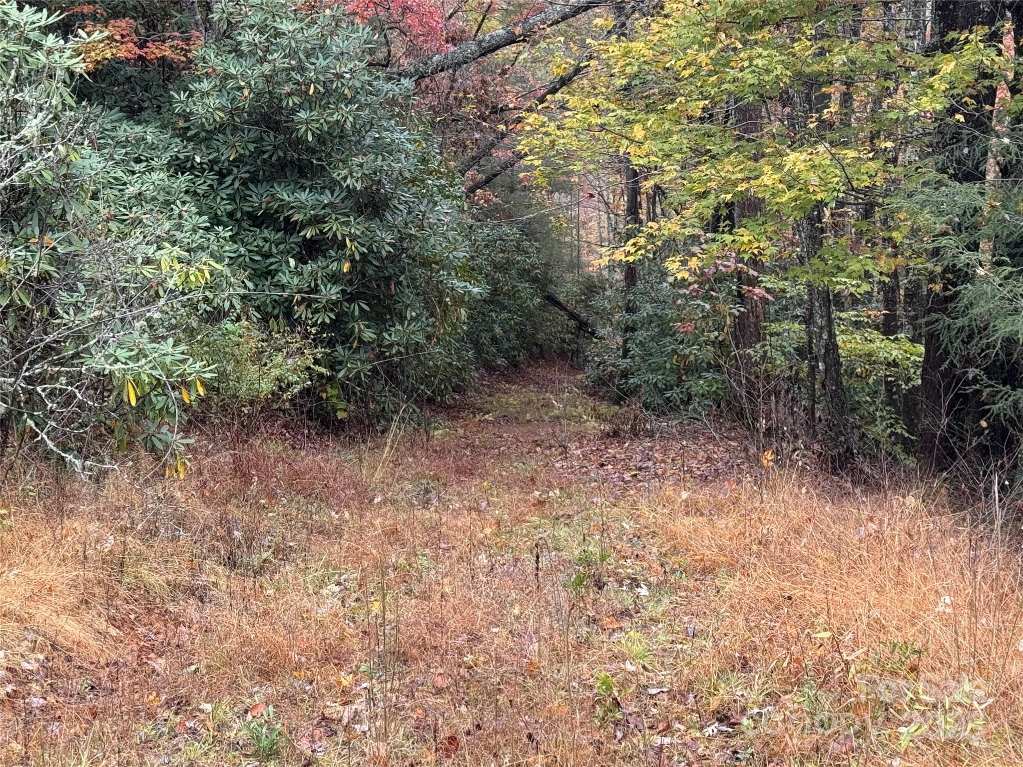 0 King Road Pisgah Forest, NC 28768 - Photo 14 of 17 a view of a forest with trees in the background