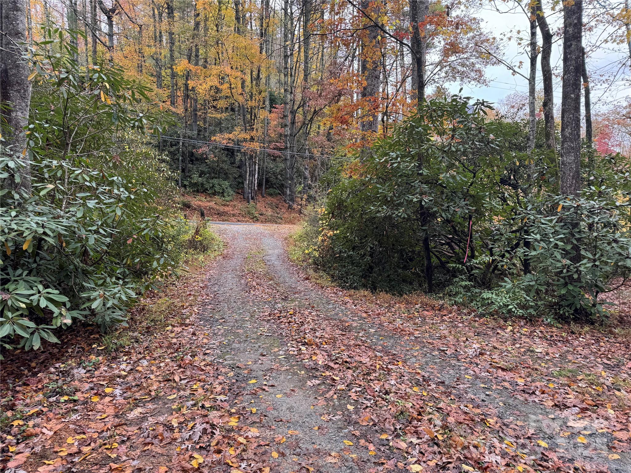 0 King Road Pisgah Forest, NC 28768 - Photo 4 of 17 a view of a forest with trees