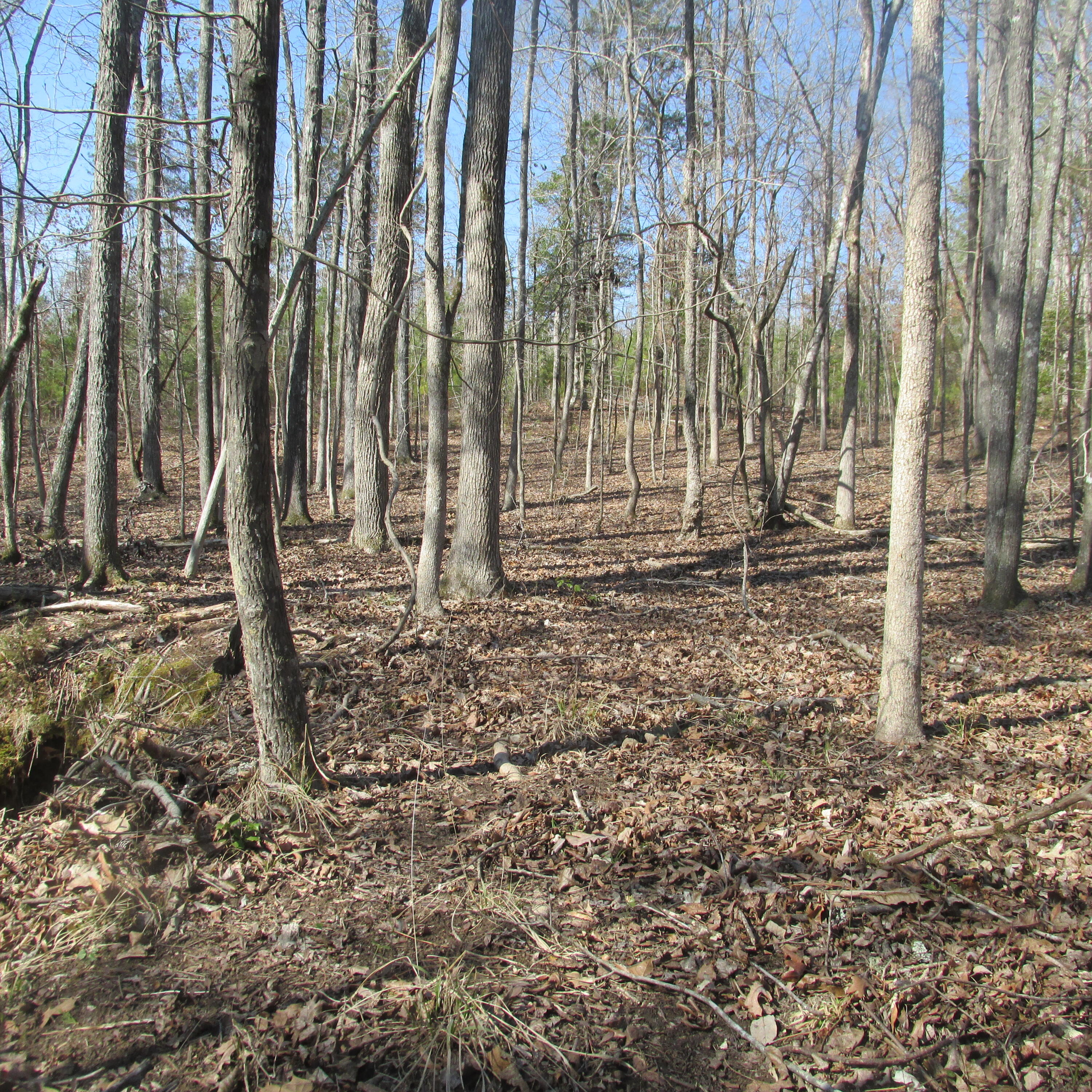 183 Harmony Road Plum Branch, SC 29845 - Photo 14 of 19 IMG_1638
