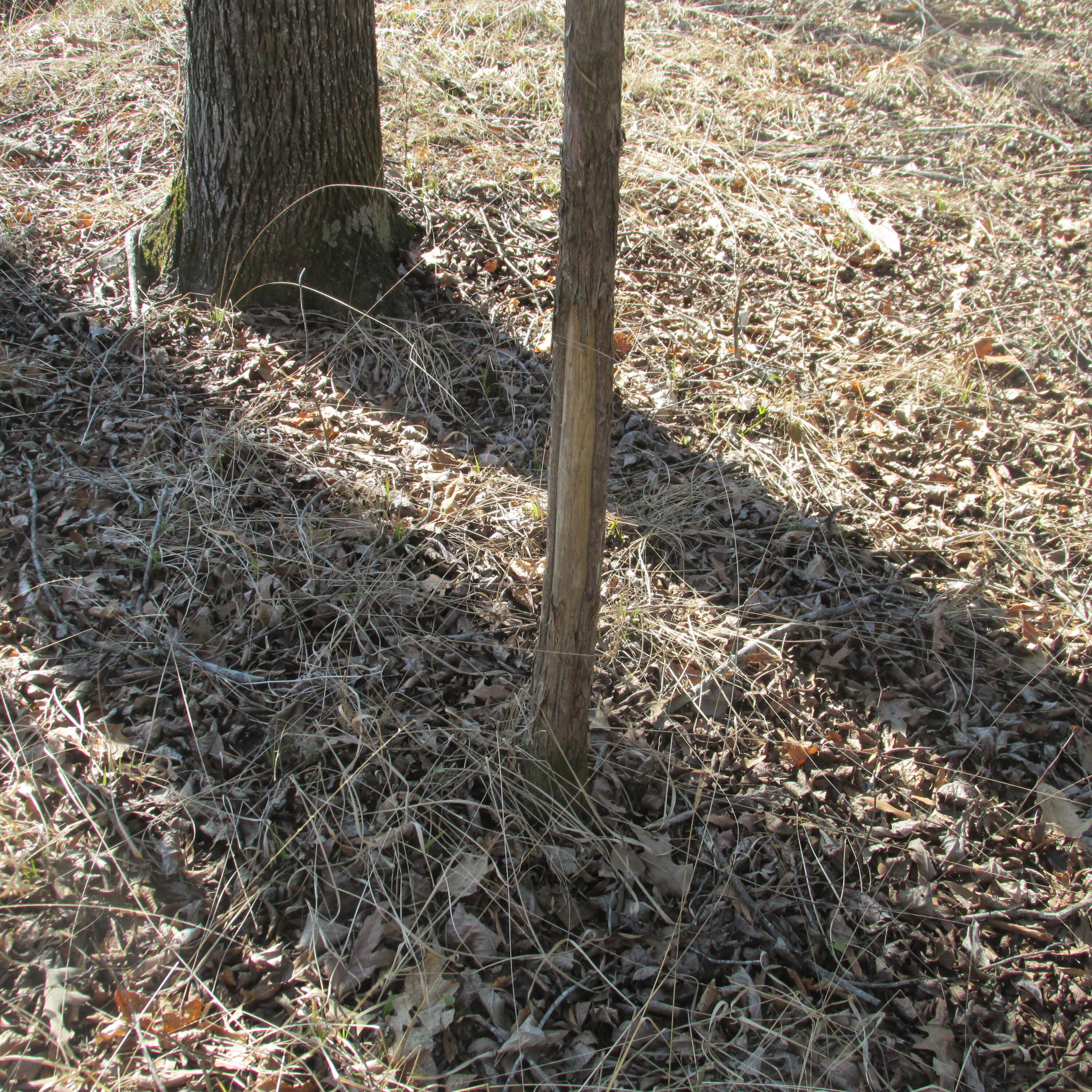 183 Harmony Road Plum Branch, SC 29845 - Photo 17 of 19 IMG_1641