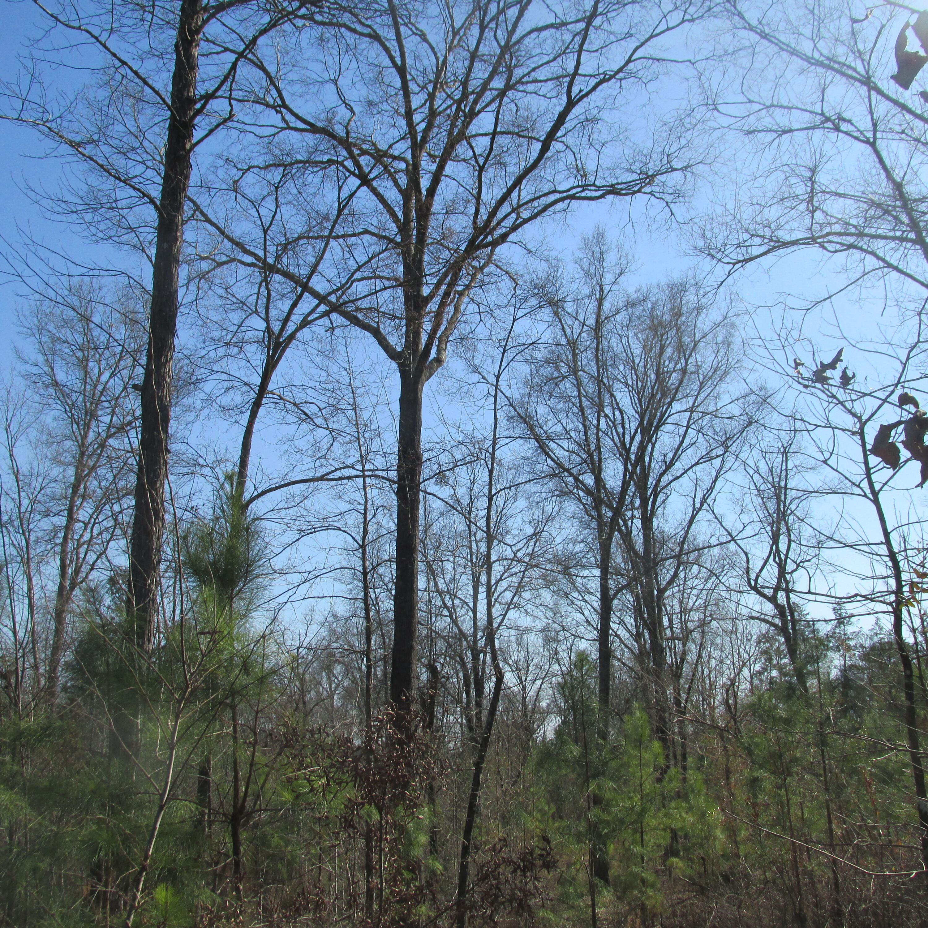 183 Harmony Road Plum Branch, SC 29845 - Photo 18 of 19 IMG_1642