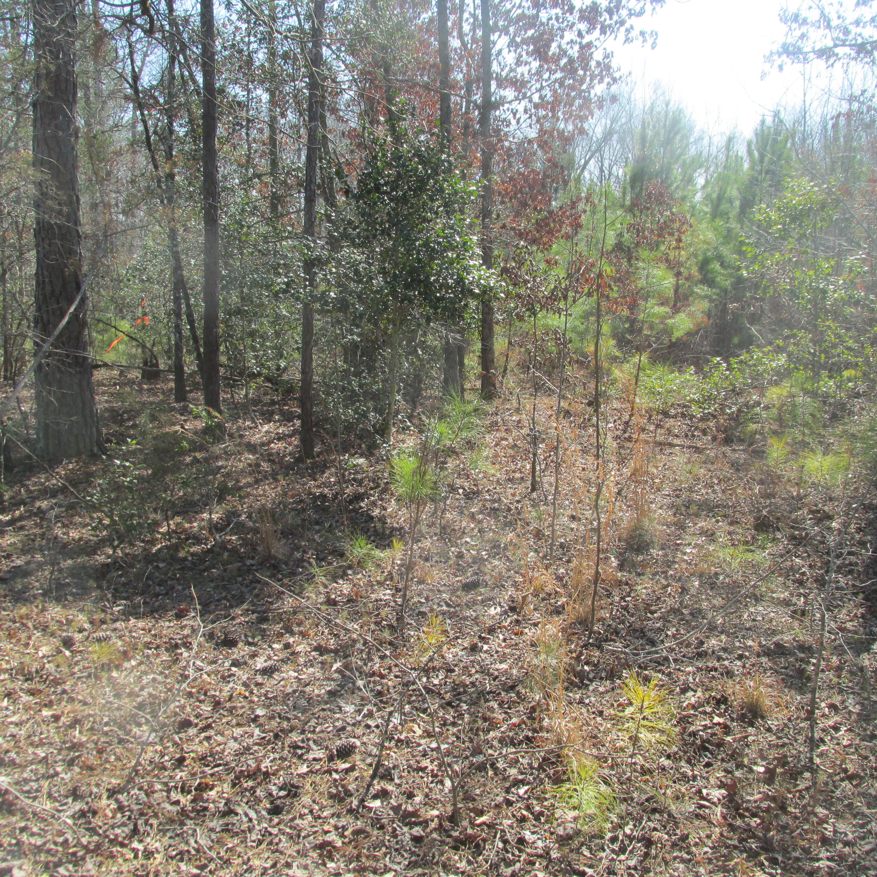 183 Harmony Road Plum Branch, SC 29845 - Photo 9 of 19 IMG_1633