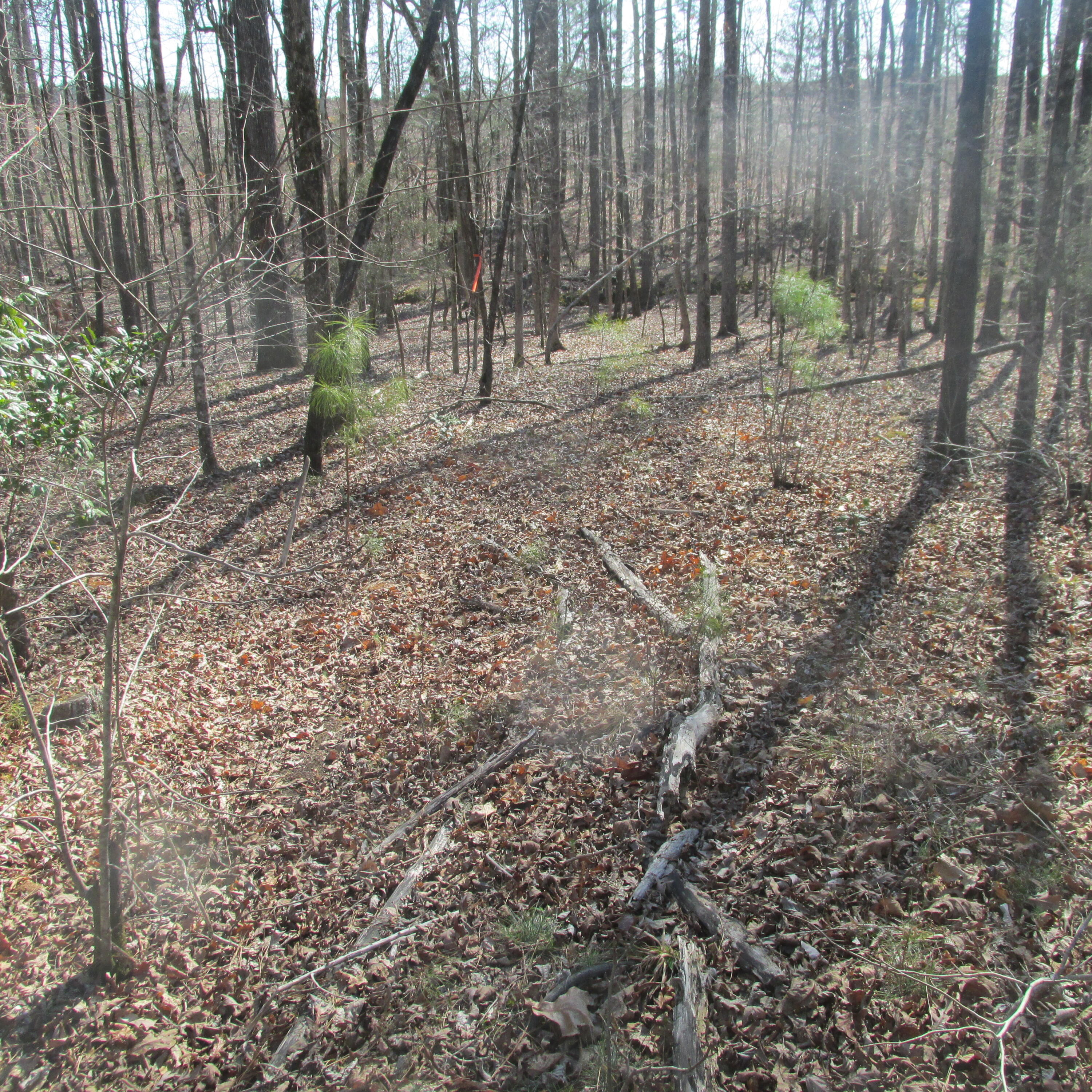 183 Harmony Road Plum Branch, SC 29845 - Photo 10 of 19 IMG_1634