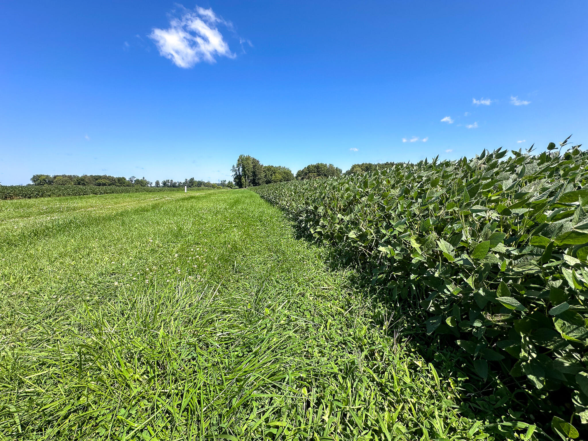 634 East Girard Road Quincy, MI 49082 - Photo 73 of 75 Beans Ground