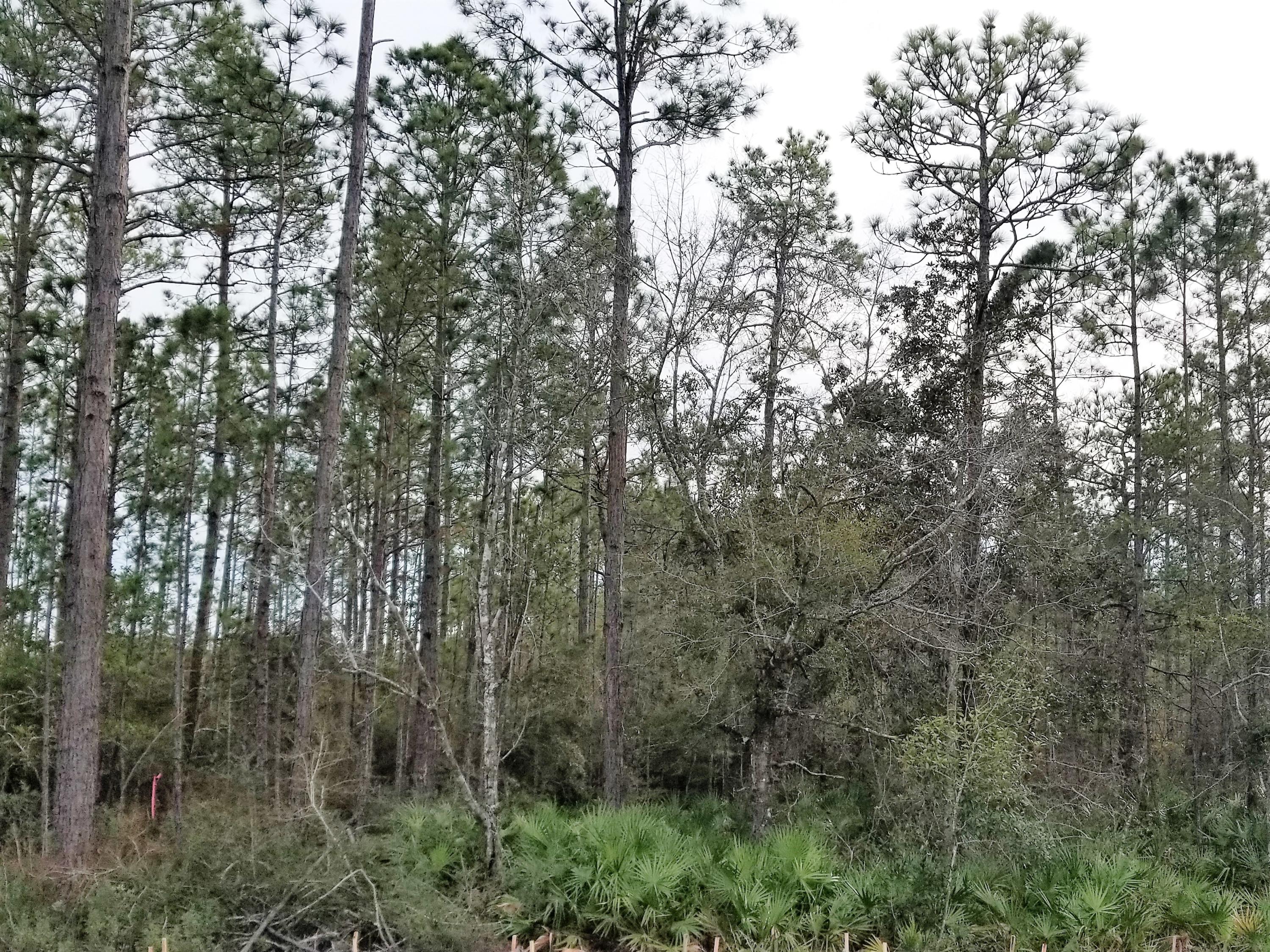 63 Wayne Trail Santa Rosa Beach, FL 32459 - Photo 5 of 40