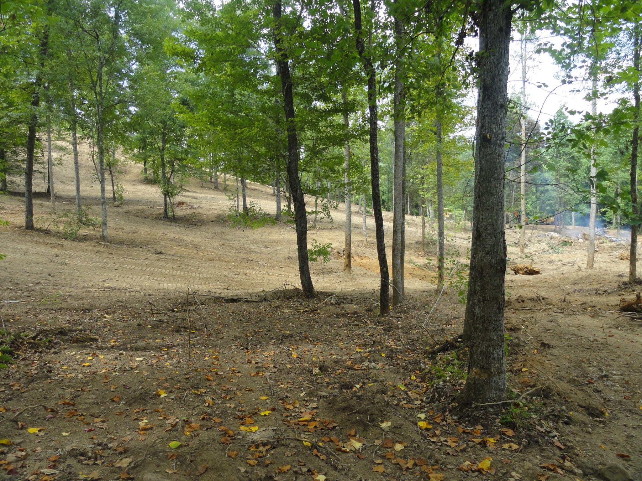 2277 Tellico Reliance Road Reliance, TN 37369 - Photo 4 of 34 a view of a forest with trees